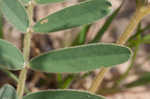 Spiked hoarypea